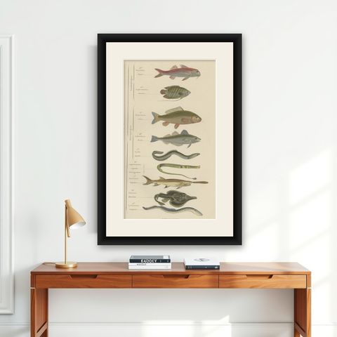 Antique Hand-Colored Print of Various Fishes, incl Merlin, Carper, Gourami, 1854, shown framed on a wall