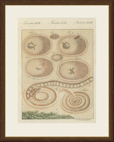 Insect Pit Traps in Sand, Antique Bertuch Print, circa 1805, shown framed