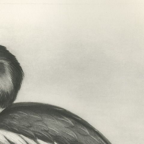 Goldeneye, Antique Bird Print after Lilian Medland, circa 1909, close-up 2