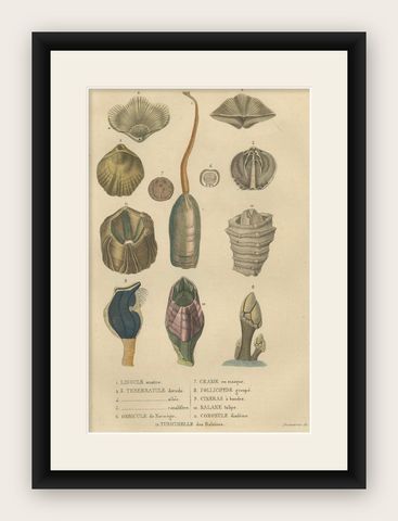 Marine Curiosities: An Assortment of Shells and Sea Life, 1845, shown framed