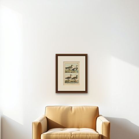 Rich and Brightly Hand-Colored, Rare Copper Engraving of Four Ducks '1792', shown framed on a wall