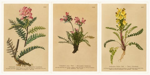 Antique Pedicularis Botanical Chromolithographs, Set of 3, Germany 1897