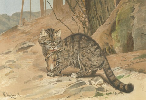 Wild Cat, Antique Zoological Print, Victorian Mammal Illustration, 1894, close-up 1
