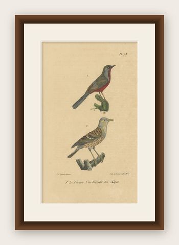 Antique Bird Print of Warblers or Perching Birds, 'c.1830', shown framed