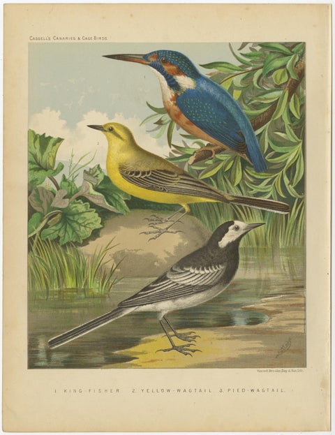 Antique Bird Print of the Kingfisher, Yellow-Wagtail, White Wagtail, circa 1880, view 3