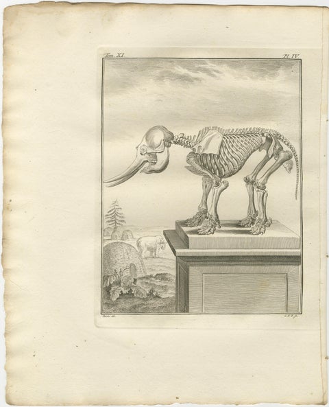 Sophisticated Elephant Anatomy Wall Set, Original Buffon Engravings, 1769, view 5
