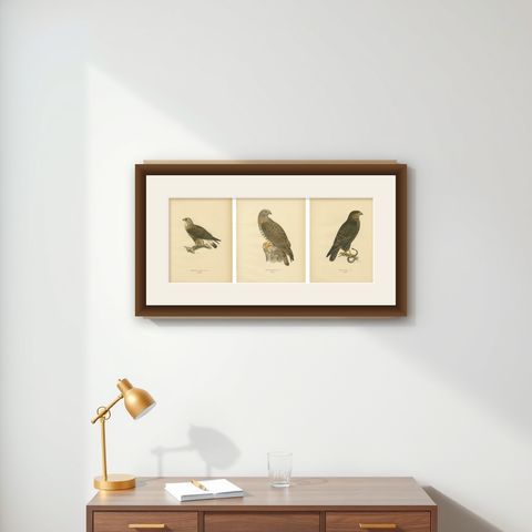 Nordic Birds of Prey Triptych, Swedish Lithographs, Scandinavian Raptors 1929, shown framed on a wall
