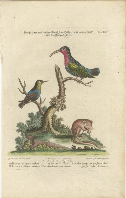 Hand-Colored Engraving of Hummingbirds and Dormouse by Seligmann, ca.1770, view 2