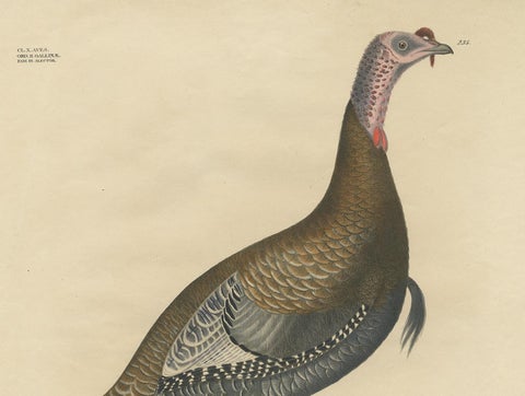 Gatt Meleagris Antique Lithograph Print of Wild Turkey, Circa 1824, view 3