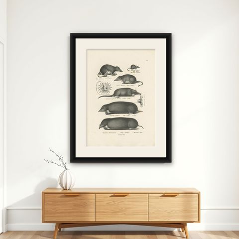 Antique Print of Various Mice and Other Rodents by Schinz, 'C.1830', shown framed on a wall