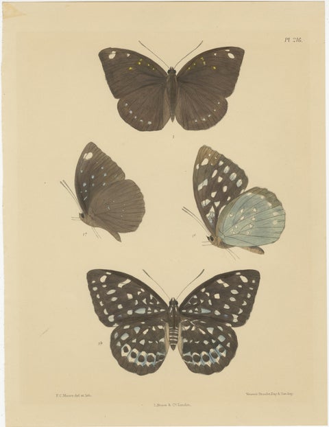 Victorian Butterfly Treasures: Captivating Hand-Colored Lithographs, 1878, view 3