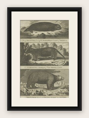 Antique Print of a Sea Otter, an Opossum, and a White Bear, c.1784, shown framed