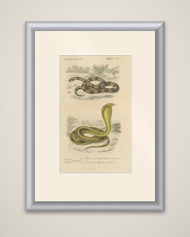 Snake Print of Coral Snake and Egyptian Cobra, c.1850, by Orbigny, shown framed