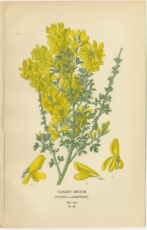Blossoms of Elegance: A Triptych of 1896 Botanical Art, view 4