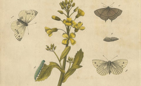 Butterfly Life Cycle on Oak & Wallflower, Albin Hand-Colored Engraving, 1720, close-up 3