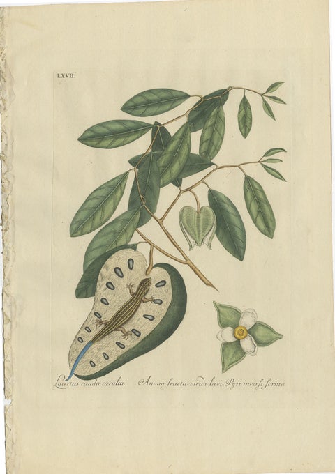 Flying Squirrel & Blue-Tail Lizard, Catesby Natural History c.1771, view 2