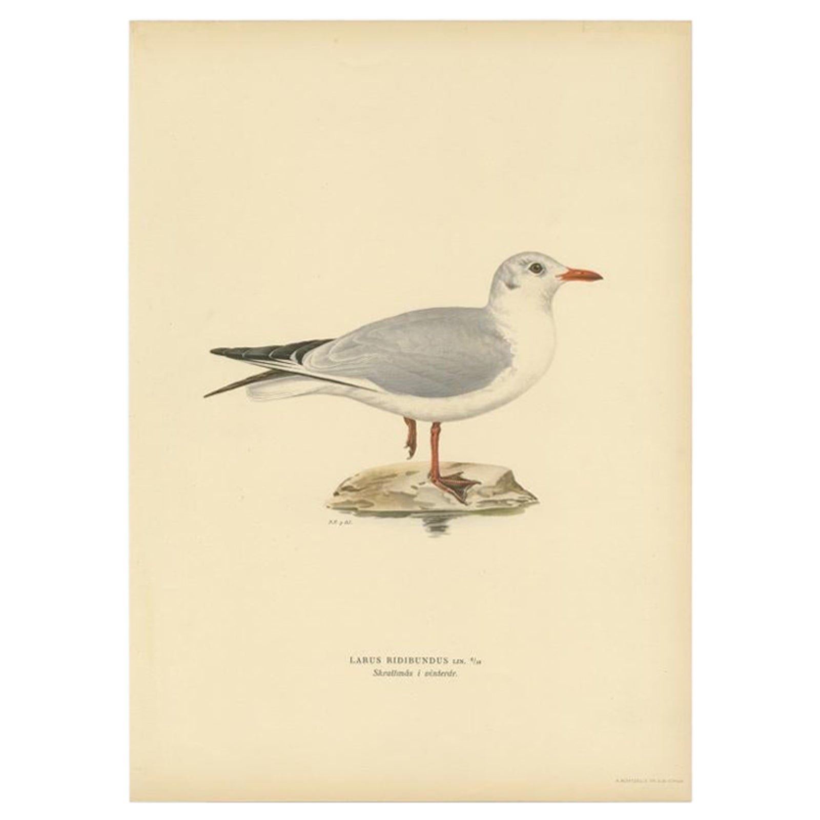 Antique Bird Print of the Black-Headed Gull 'Winter' by Von Wright, 1929