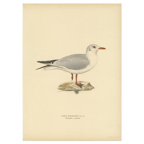 Antique Bird Print of the Black-Headed Gull 'Winter' by Von Wright, 1929