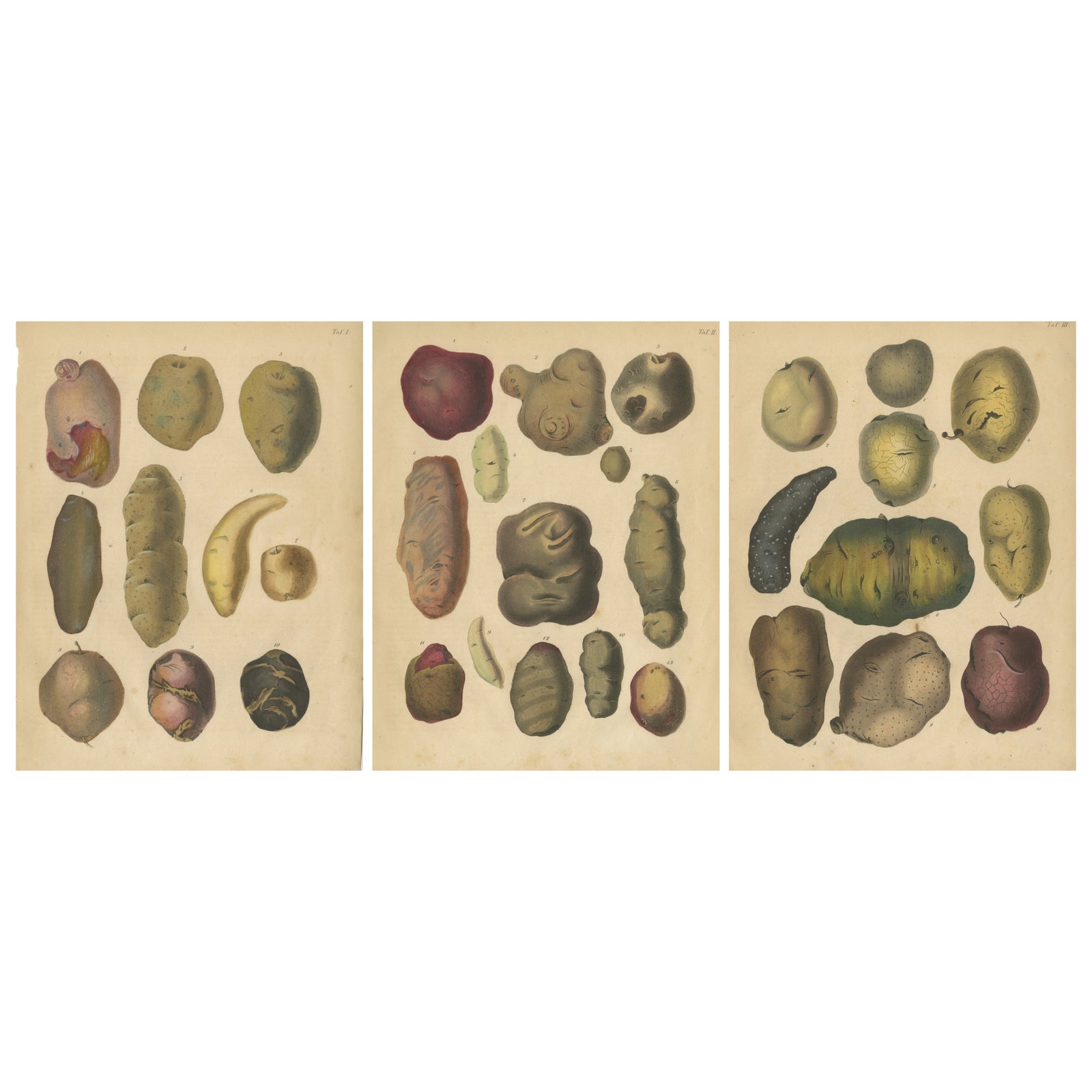 Antique Botanical Lithographs of Potatoes and Tubers, Calwer 1852
