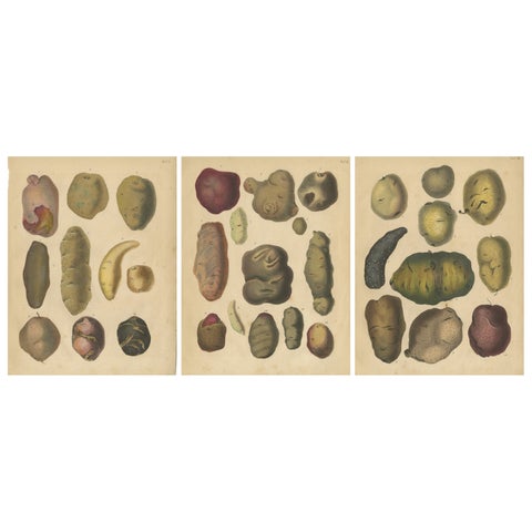 Antique Botanical Lithographs of Potatoes and Tubers, Calwer 1852