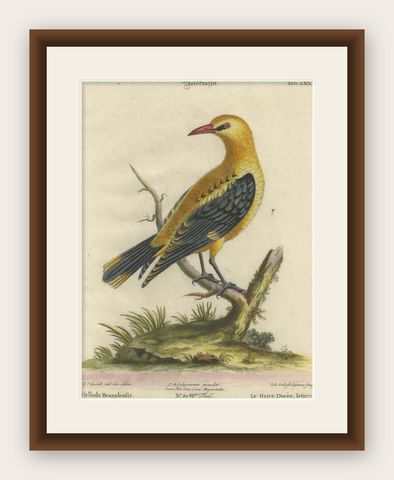 Regal Golden Thrush Perched, 18th Century Seligmann's Rare Bird Series, 1749, shown framed
