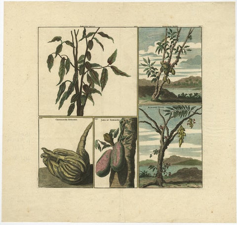 Old Print with Fruits from Asia Cocoa, Soursop Belimbing, Chinese Lemon, 1711, view 2