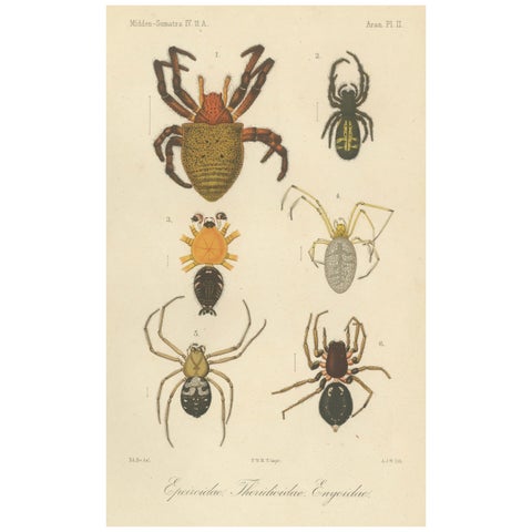 Antique Print of Sumatran Spiders, Orb Weavers & Jumping Spiders, c.1887