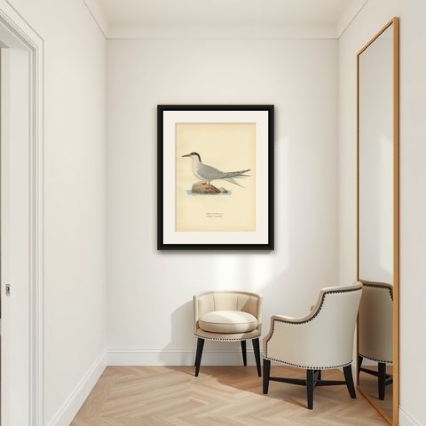 Antique Bird Print of the Common Tern 'summer' by Von Wright, 1929, shown framed in a room