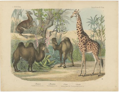 Antique Giraffe and Camel Print with Dromedary and Llama, Kolb, circa 1890, view 2