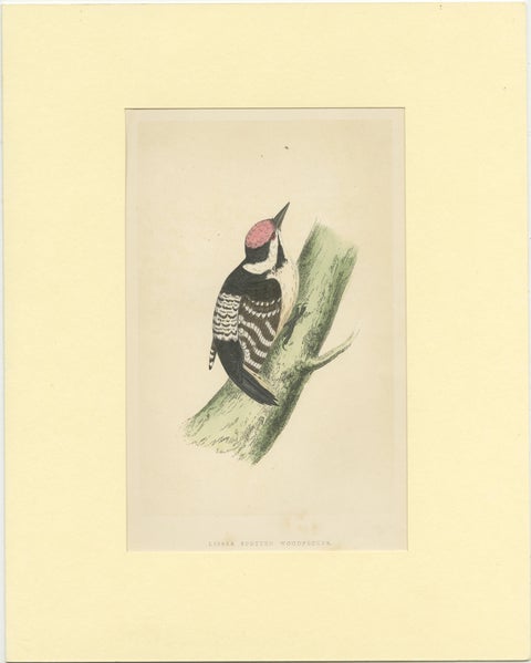 Antique Bird Print of a Lesser Spotted Woodpecker, view 2