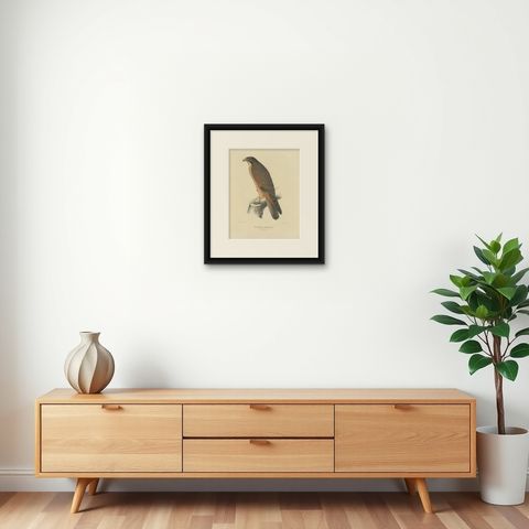 Antique Bird Print of the Grasshopper Buzzard, c.1850, shown framed on a wall