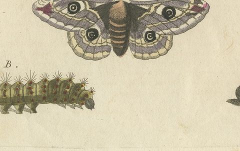 Garden Tiger Moth and Emperor Moth, Antique Bertuch Print, Vienna, circa 1805, close-up 2