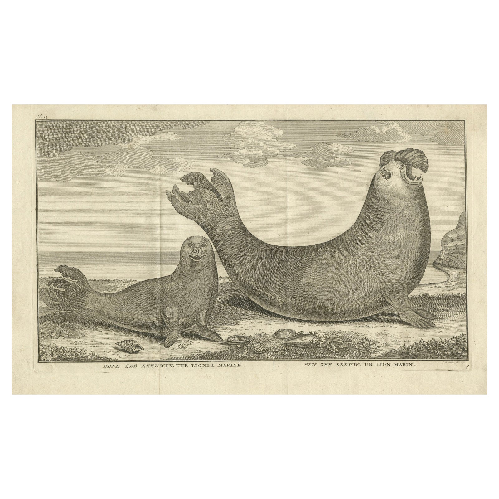 Marine Creatures in an Old Engraving: A Sea Lioness and a Sea Elephant, 1765
