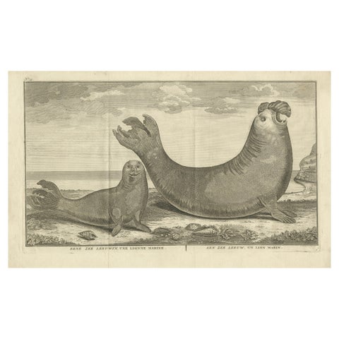 Marine Creatures in an Old Engraving: A Sea Lioness and a Sea Elephant, 1765