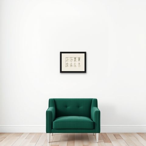 Set of 8 English Botanical Prints 1902, Teasel & Scabious, Sowerby, shown framed on a wall