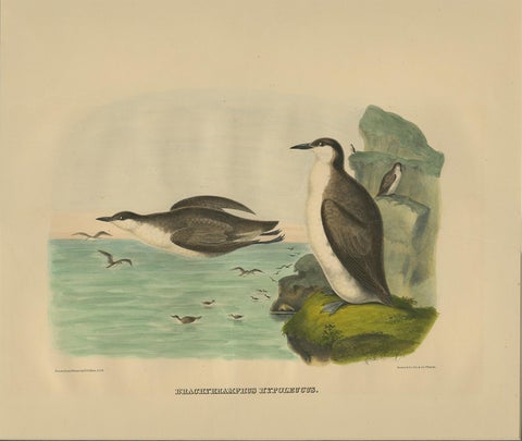 Antique Bird Print of Xantus's Murrlets Made after D.G. Elliot, 1869, view 3