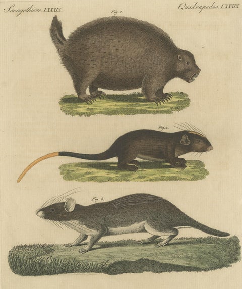 Original Antique Print of a Porcupine and other large Rodents, close-up 1