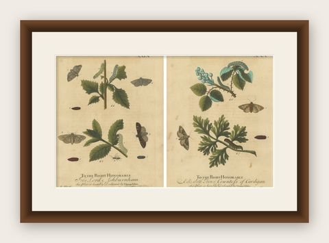 Antique English Moths & Caterpillars on Woodland Plants, Hand-Colored 1720, shown framed