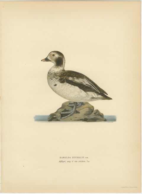 Antique Long-Tailed Duck Bird Lithographs Set of 3, Harelda Hyemalis, 1929, view 3