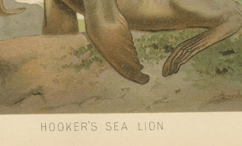 Coastal Wildlife Print, 19th Century Sea Lion Ocean Scene, Soft Pastels, 1894, close-up 5