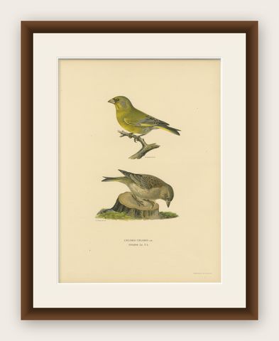 European Greenfinch Pair, Swedish Bird Lithograph, Male & Female, 1929, shown framed