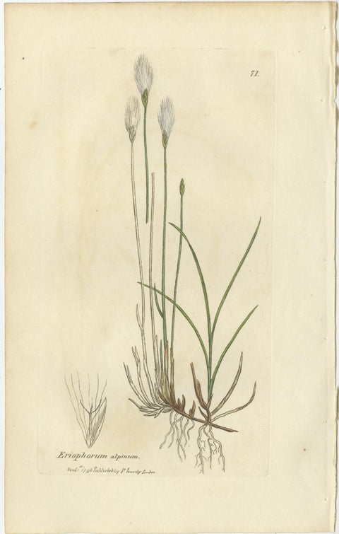 Set of 8 Antique Botanical Engravings of Bulrush, Cottongrass & Arrowgrass, 1830, view 8