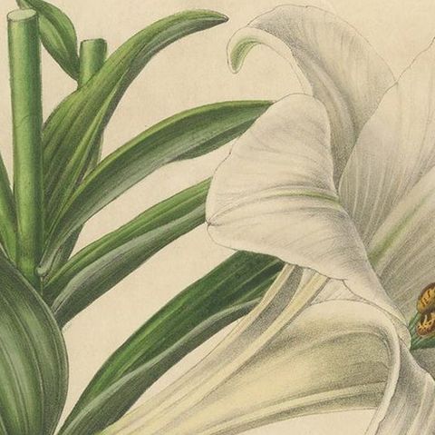 Set of 2 Antique Botany Prints of the Easter Lily and Heart-Leaved Lily '1847', close-up 1