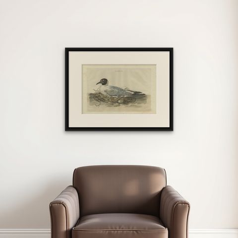 Antique Bird Print of the Female Black-Headed Gull by Sepp & Nozeman, 1789, shown framed on a wall