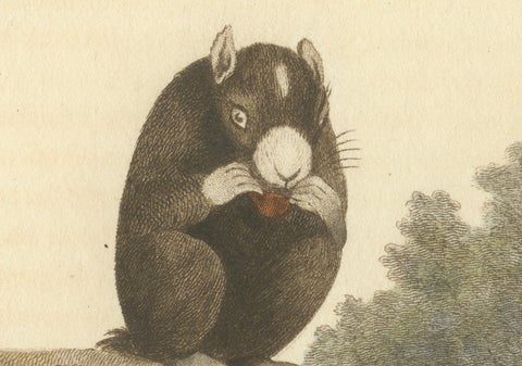 Antique Print with Hand Coloring of a Masked Squirrel, close-up 1