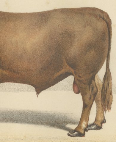 Limousin Bull, French Cattle Breed, Antique Chromolithograph by Borie, 1863, close-up 3