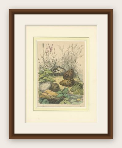 Wigeon Eggs in Nature: An 1863 Study of Avian Reproduction - Lithograph, shown framed