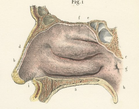 The Lining Membrane of the Nose, Antique Hirschfeld Anatomy Print, 1866, view 4