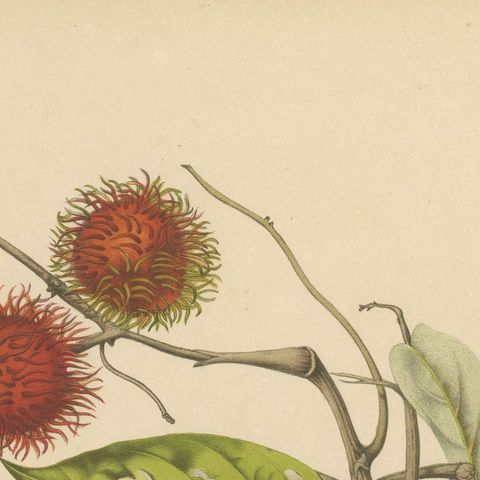 Original Antique Rambutan Botanical Chromolithograph by Hoola van Nooten, c.1880, close-up 5
