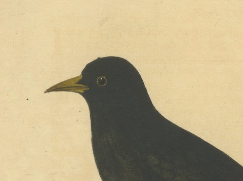 Antique Hand-Colored Engraving of The Blackbird by Eleazar Albin, circa 1730, close-up 4